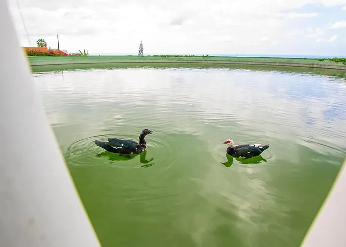 El Rincon La Orotava