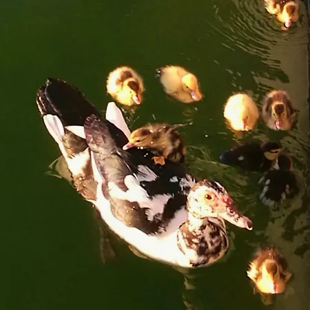 El Rincón * La Orotava