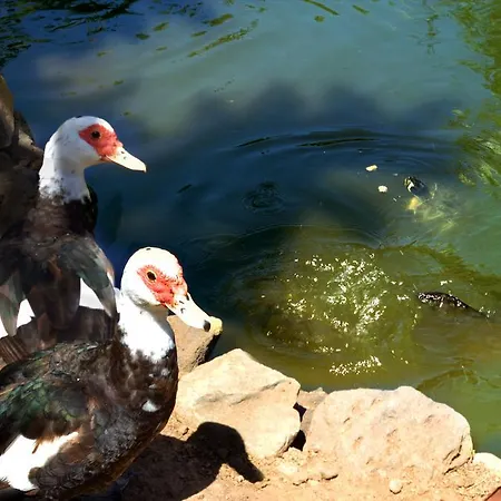 Lägenhet El Rincon La Orotava